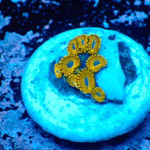 TC Zoanthus Golden Hornets