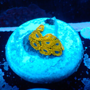 TC Zoanthus Golden Hornets