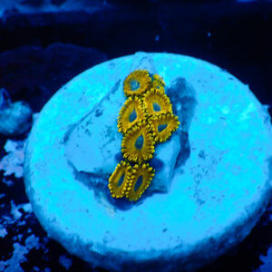 TC Zoanthus Golden Hornets