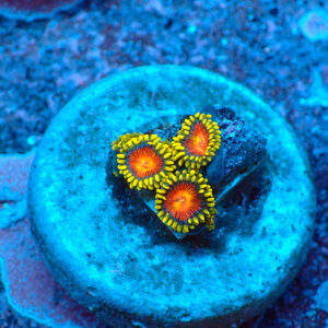 TC Zoanthus Spitfire