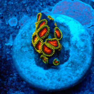 TC Zoanthus Spitfire