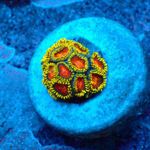 TC Zoanthus Spitfire