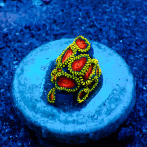 TC Zoanthus Spitfire