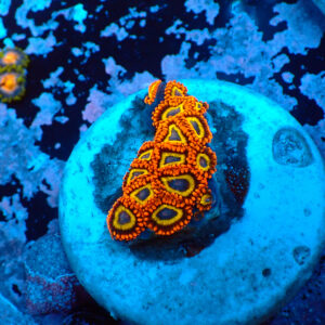 TC Zoanthus Fruit Loops