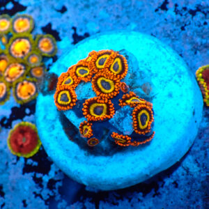 TC Zoanthus Fruit Loops