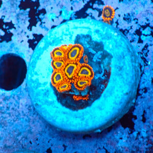 TC Zoanthus Fruit Loops