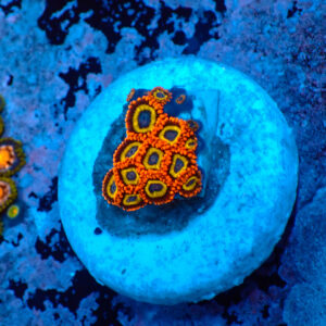 TC Zoanthus Fruit Loops