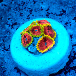 TC Zoanthus Fake Lime Chilli