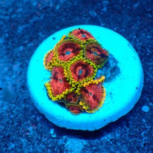 TC Zoanthus Fake Lime Chilli