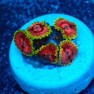 TC Zoanthus Fake Lime Chilli