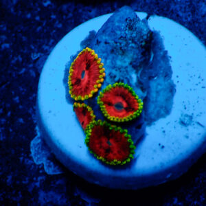 TC Zoanthus Fake Lime Chilli