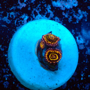 TC Zoanthus Stratosphere