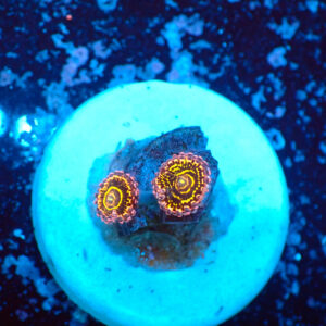 TC Zoanthus Stratosphere