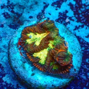 TC Platygyra Glitter Face