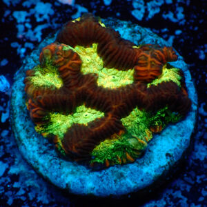 TC Platygyra Glitter Face