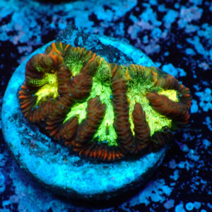 TC Platygyra Glitter Face