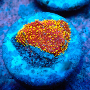 TC Pavona Freak Hair