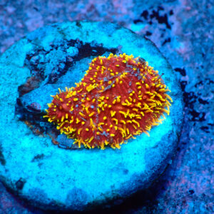 TC Pavona Freak Hair