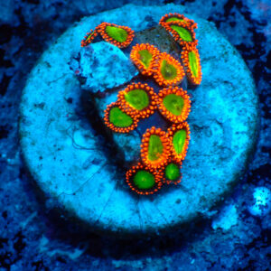 TC Zoanthus Goblins on Fire