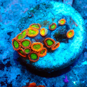 TC Zoanthus Goblins on Fire