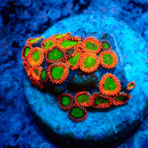 TC Zoanthus Goblins on Fire