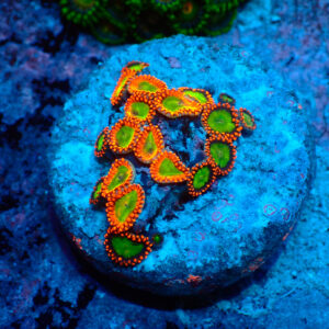 TC Zoanthus Goblins on Fire