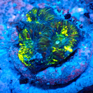 TC Goniastrea Kriptonite