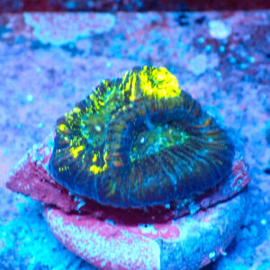 TC Goniastrea Kriptonite