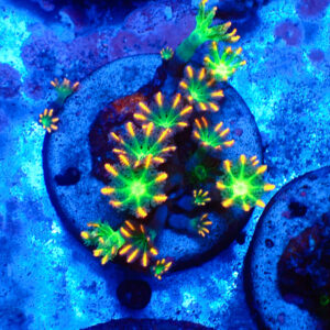 TC Clavularia Tricolor