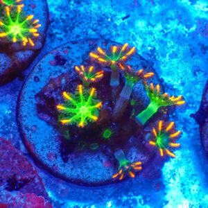 TC Clavularia Tricolor