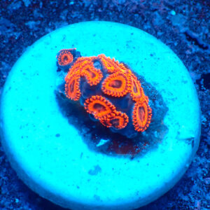 TC Zoanthus Kedd´S Reds