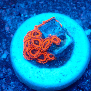 TC Zoanthus Kedd´S Reds