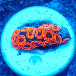 TC Zoanthus Kedd´S Reds