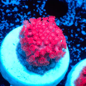 TC Goniopora Stutchburyi