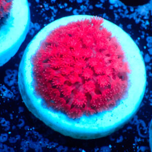 TC Goniopora Stutchburyi Strawberry
