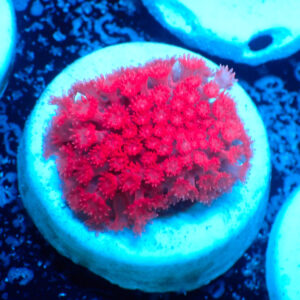 TC Goniopora stutchburyi Strawberry