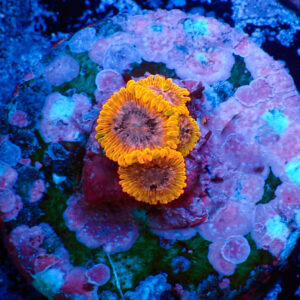 TC Zoanthus Acid Reflux