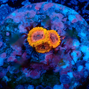 TC Zoanthus Acid Reflux