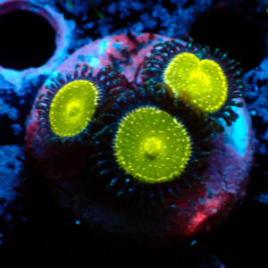 TC Zoanthus Granny Apple Smith