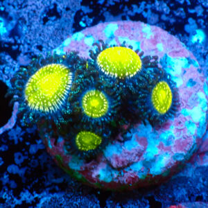 TC Zoanthus Granny Apple Smith