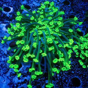 TC Alveopora Daisy Colonia