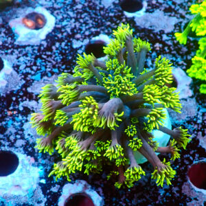 TC Goniopora Toxic Tips frag XL