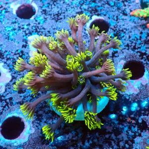 TC Goniopora Toxic Tips