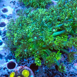 TC Goniopora Toxic Daisy mini colonia