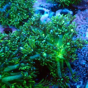 TC Goniopora Toxic Daisy mini colonia