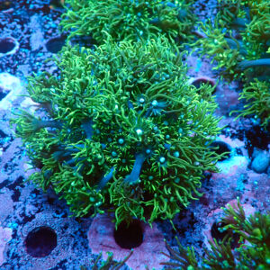 TC Goniopora Sweet Dreams mini colonia