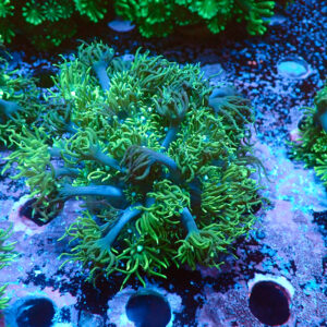 TC Goniopora Sweet Dreams mini colonia