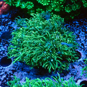 TC Goniopora Sweet Dreams mini colonia