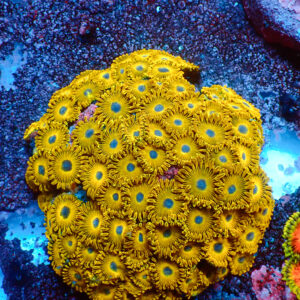 TC Zoanthus Golden Hornets Colonia