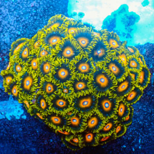 TC Zoanthus Super Saiyan colonia